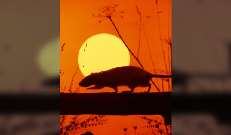 Straighten Out - A Tribute to The Stranglers