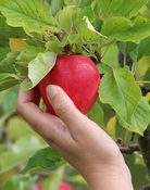 Apple Week at Ampleforth Abbey