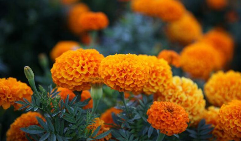 Sea Here: North Yorkshire Women Poets and Music by The Marigolds