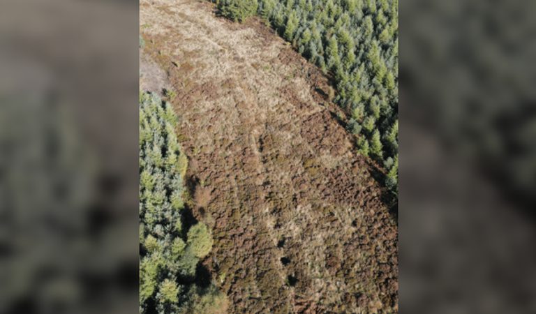 Forestry England's Members'Week: Heritage of Dalby