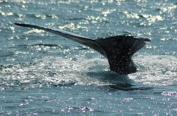 1471601478 1775667693