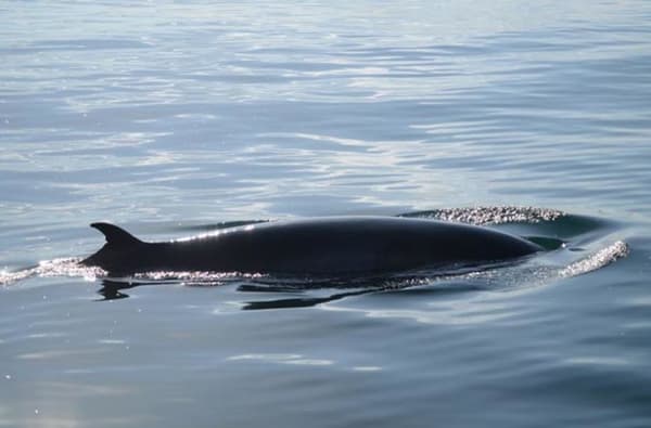 1522670018 1946602516