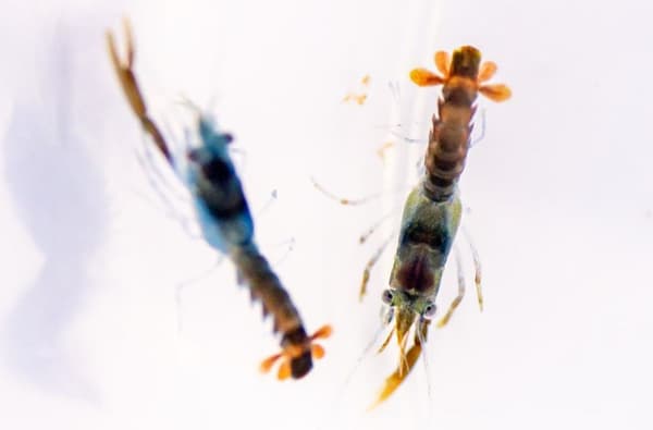 ACP MDM 210323 Lobster54 585001041