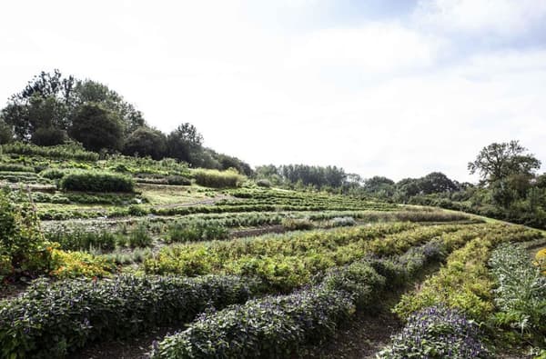 BS Garden Aug2020 49 2013146121