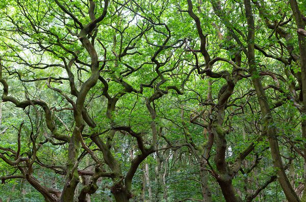 Visit North Yorkshire | Brayton Barff