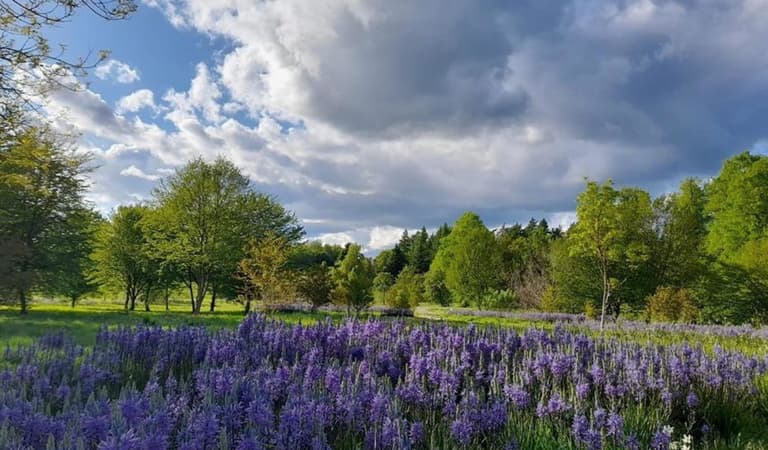 Camassias 2022 1039980749