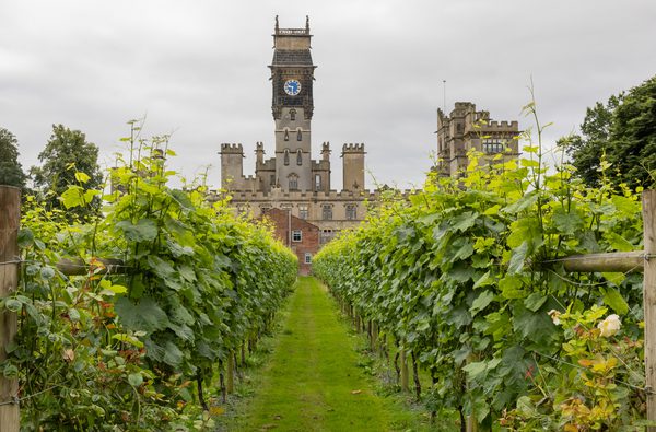 Carlton Vineyard Tour 3