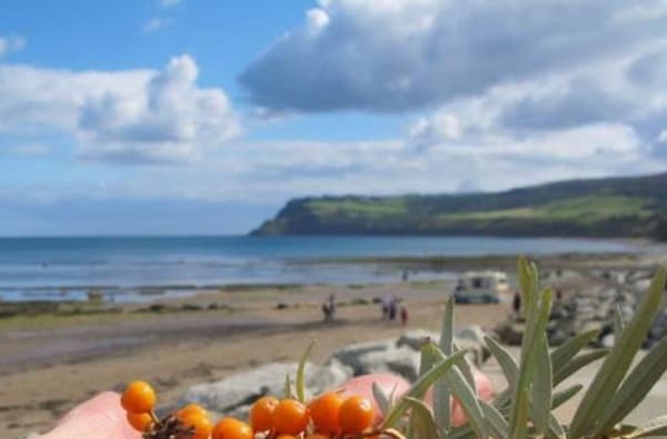Coastal Foraging at Robin Hood s Bay 2 1068255945