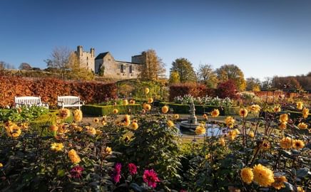 Dahlias and castle 1346828885