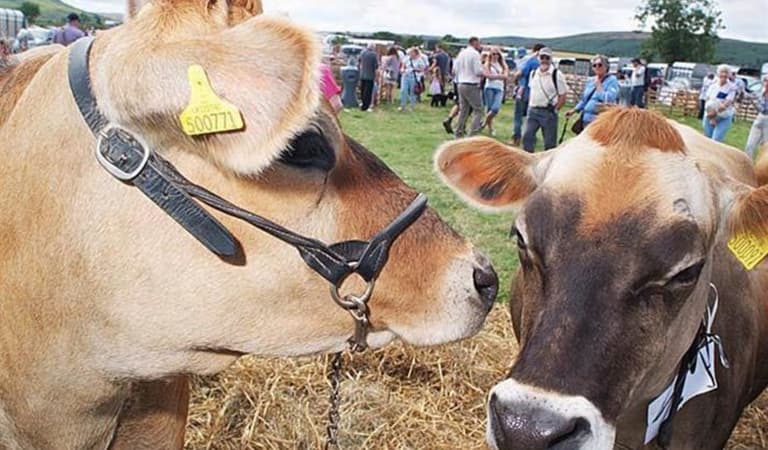 Danby Show 481684223