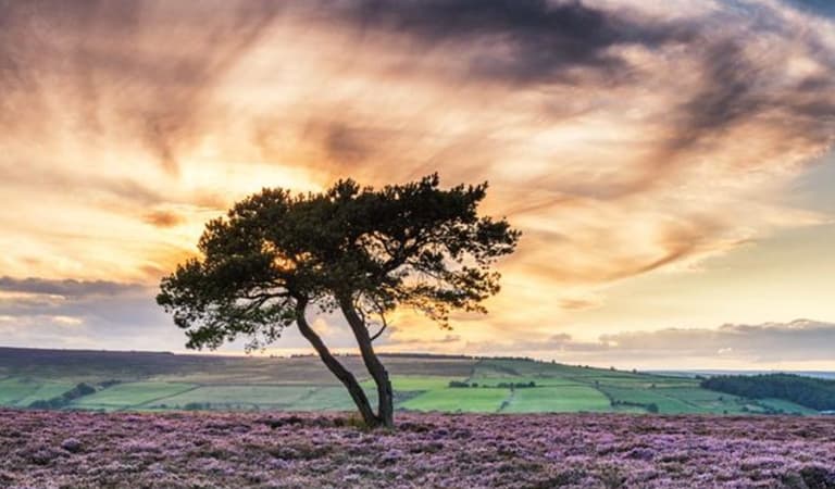 Egton Moor 800 1 4007 R 707221518