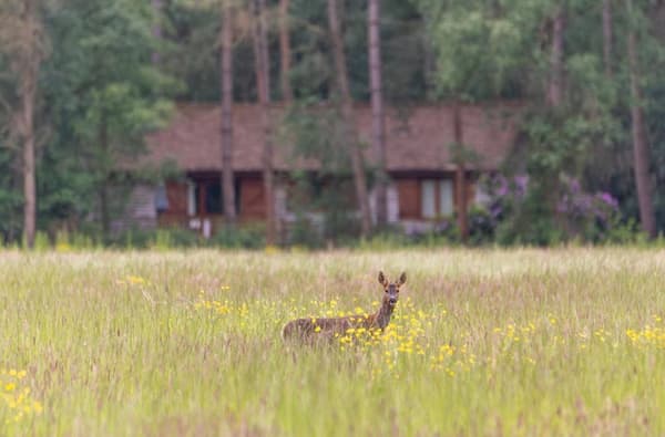 Griffon Forest 0984 Enhanced NR 613718238