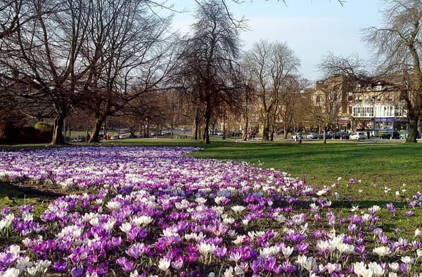 HARR FP Gallery Home Large Harrogate Stray Crocuses March min 1