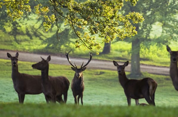 Deer at Fountains Abbey