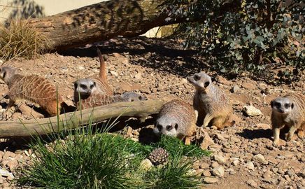 Meerkats 196171760