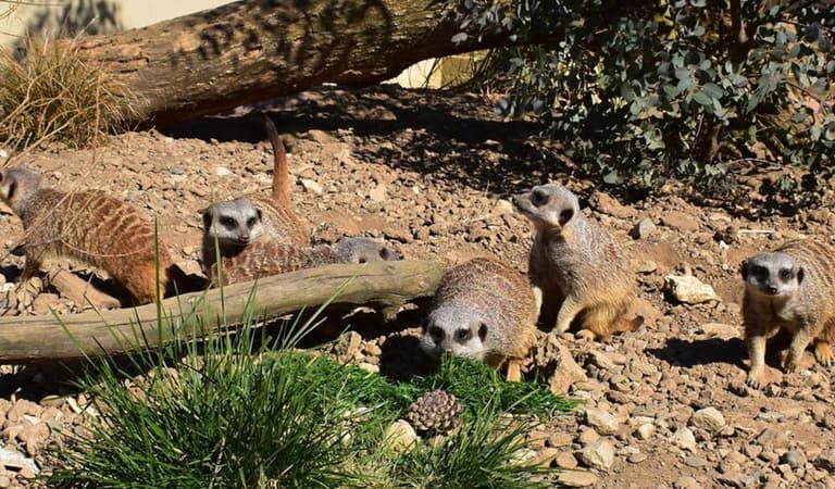 Meerkats 196171760