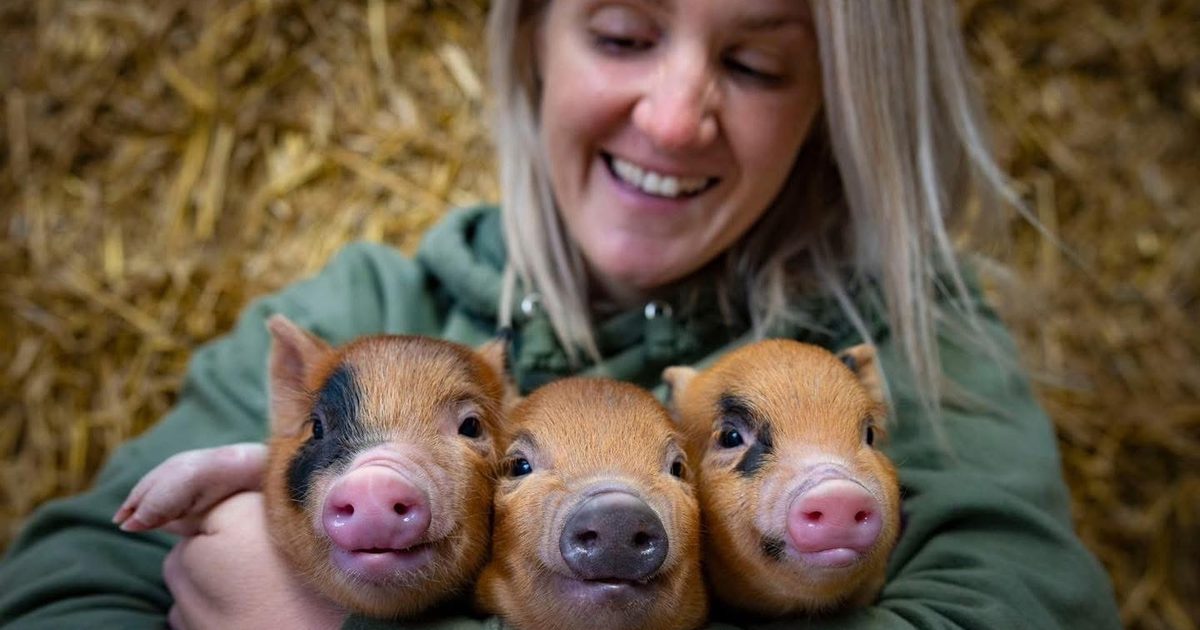Monk Farm Monk Park Farm | Visit North Yorkshire
