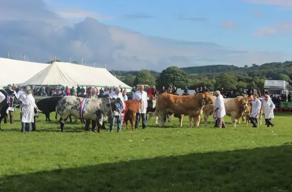 N Idderale Show livestock judging