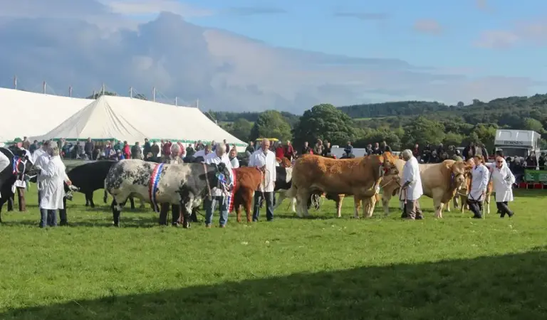 N Idderale Show livestock judging