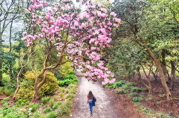 Press RHS HARLOWCARR Spring15