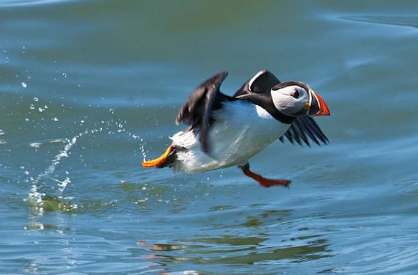 Puffin Pete Hewitt 1756434111