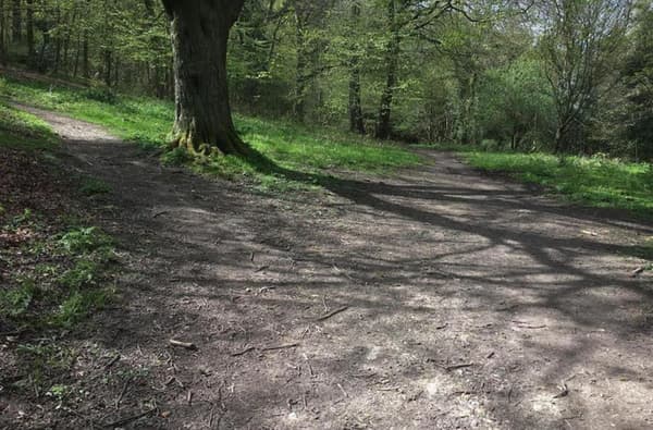 Raincliffe Woods Circular Walks Wallis Trail 1 1647599621