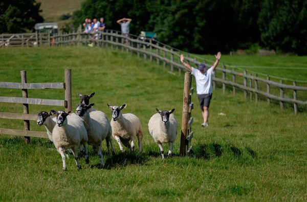 SUMMER Stags Sheep 3 - Farm Adventure