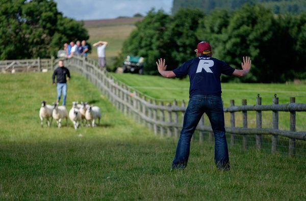 SUMMER Stags Sheep 4 - Farm Adventure