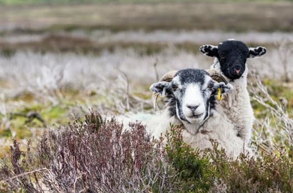 Sheep M 810 1 0615 R 678273023