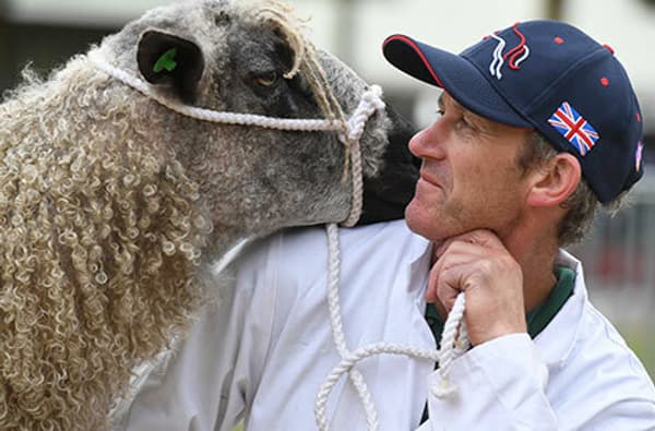 Sheep VH