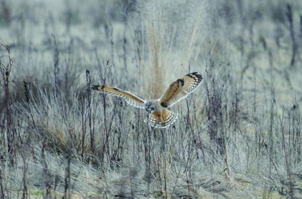 Short eared owl Credit Amy Lewis 1 2068347005
