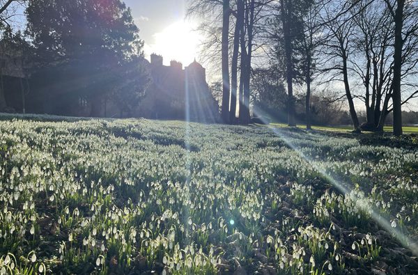 Snowdrops and sunrays Rosie 2022