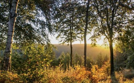 TITLE Dalby forest sunrise AUTHOR Dale Sutherland Roberts 595039977