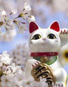 The Japanese Shop Lucky Cats