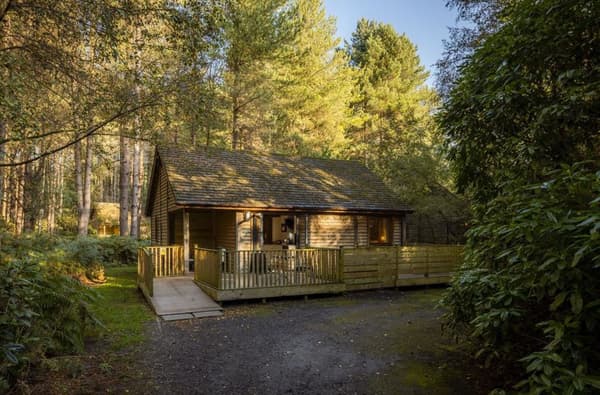 Griffonforest october22 interiors 20 653720948