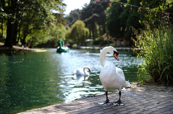 Peasholm 136 rp 417696132