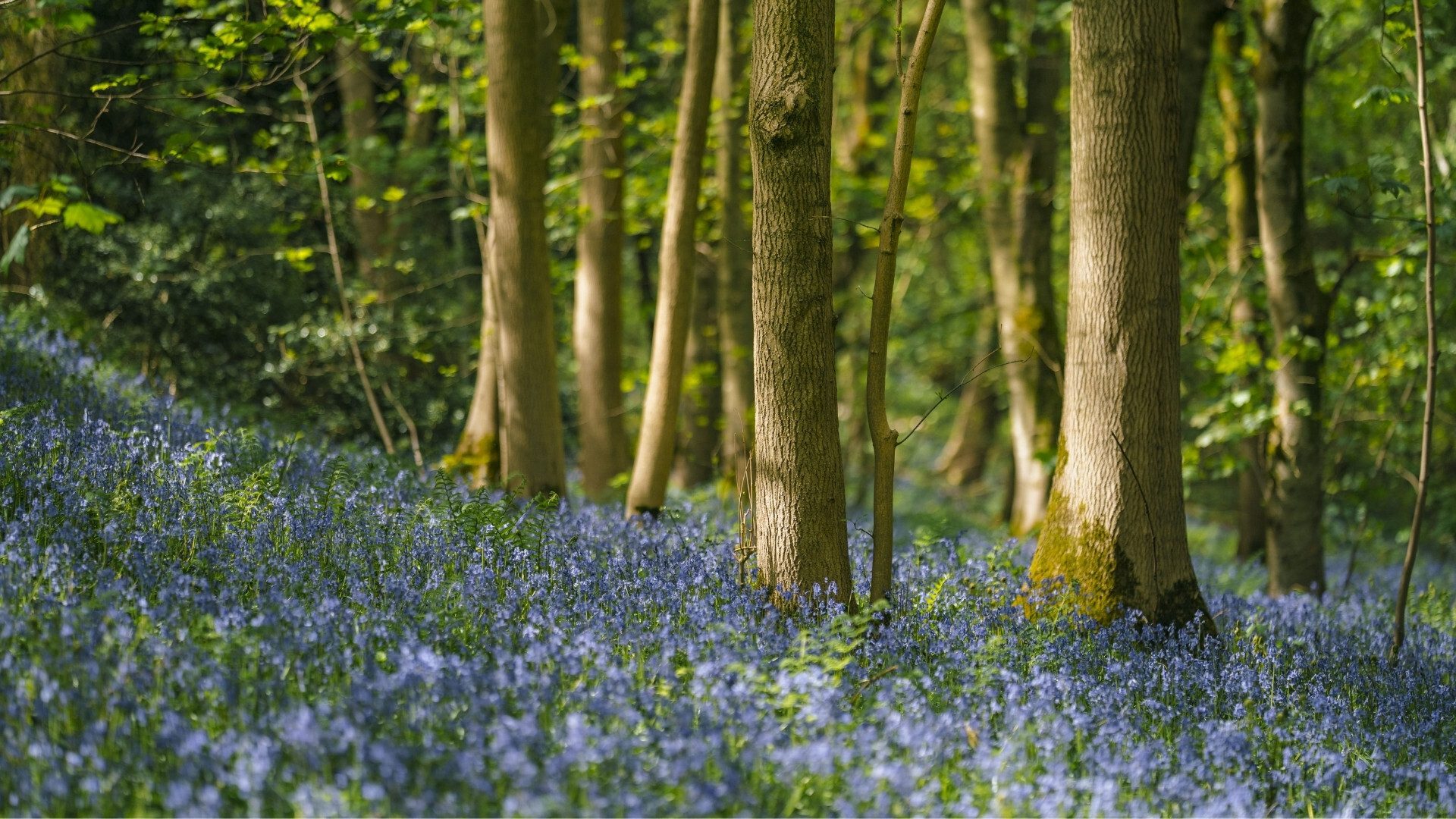 Yorkshire Spring The dawning of spring in North Yorkshire | Visit North Yorkshire