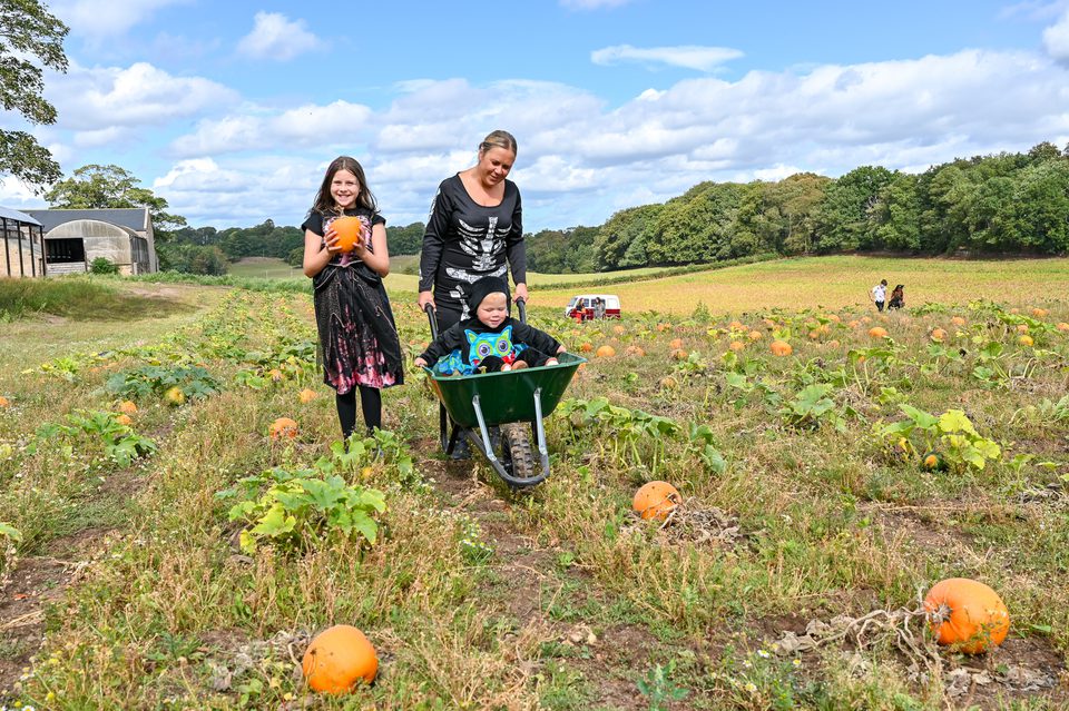 DMC 310825 pumpkins 55