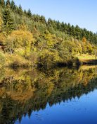 Dalby Forest D 800 1 0386 R