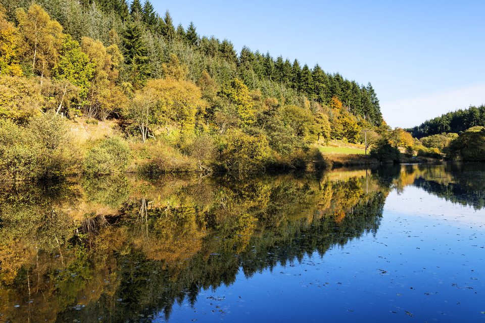 Dalby Forest D 800 1 0386 R