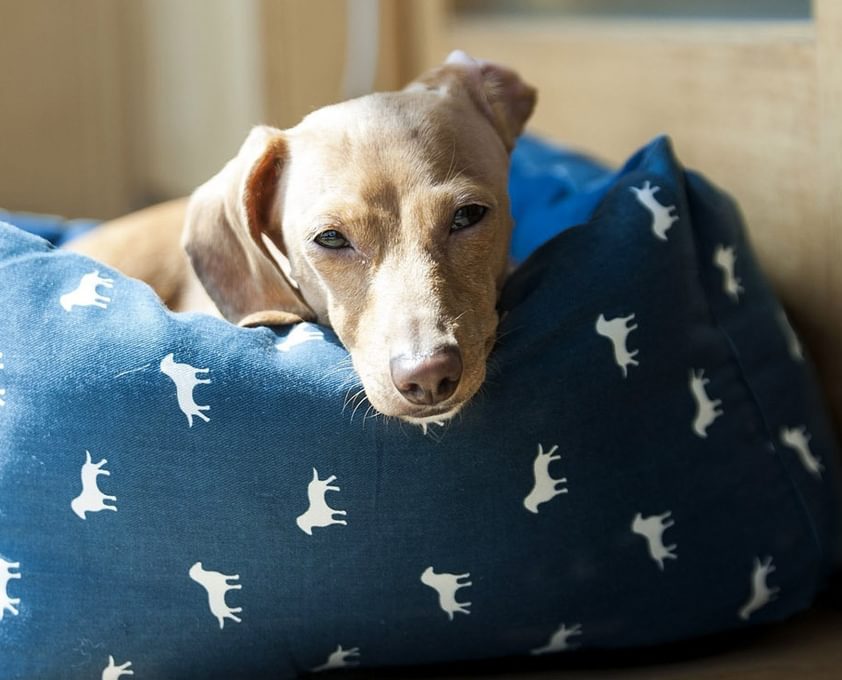 HARR Gallery Dog F Dog in Dogbed