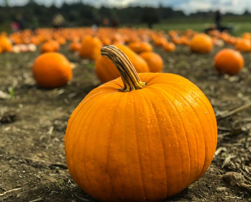 Photo by a hrefhttpsunsplash com madebymariusutm contentcredit Copy Textutm mediumreferralutm sourceunsplash Marius Ciocirlana on a hrefhttpsunsplash comphotosorange pumpkins on gray field near green grassland at