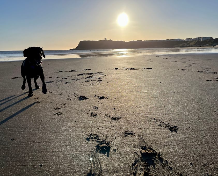Scarborough North Bay beach dog Castle 3